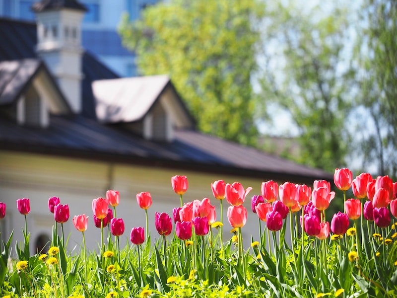 A flower bed with pink and purple tulips in the rays of sunlight against the backdrop of a beautiful white house with a sloping roof. Gardening (A flower bed with pink and purple tulips in the rays of sunlight against the backdrop of a beautiful white